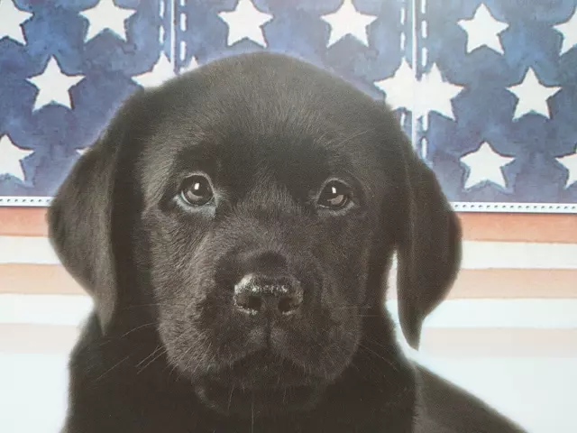 Black Lab Puppy Blank Note Card Flag Patriotic 4th of July Stars Stripes Red