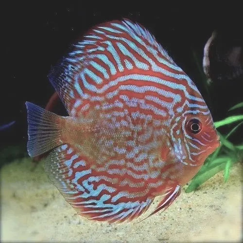 RED Turquoise Discus breeding pair, - Symphysodon sp. - live tropical fish