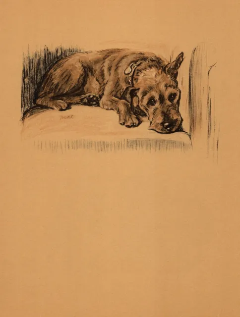 1937 Antique Irish Terrier Print Wall Art Decor Lucy Dawson Illustration 4560t
