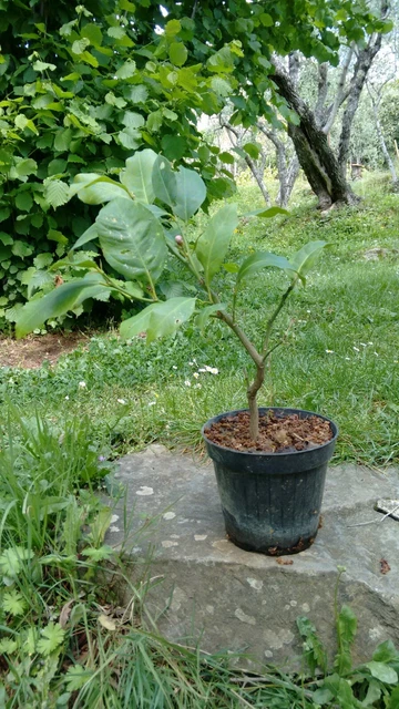 Pianta Di Limone Citrus Limon - Alberello 1/2 Anni, Altezza 130/150 Cm In Fitocella - Foto 4