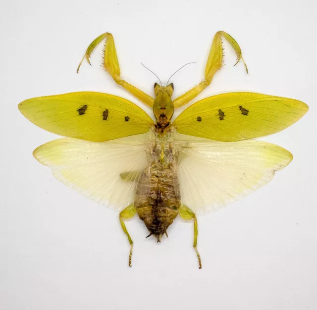 Mantidae -ORCHID MANTIS -Parymenopus davisoni (f) -  V. Rare - Malaysia (PD70-B)