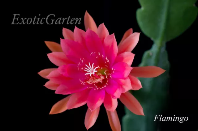 "Epiphyllum ibrido cactus a foglia ""Fenicottero"