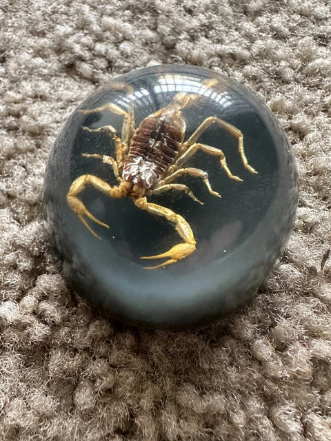Vintage Arizona Desert Scorpion Insect In Clear Lucite Dome Paper Weight 2x1.25"
