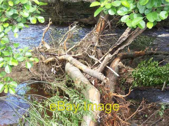 Photo 6x4 Flood damage in Oughtibridge Damaged trees, following the flood c2007