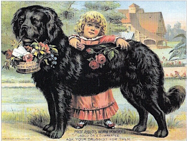 Sweet Set of Antique Colour Repro Newfoundland Dog PostCards 4 Newfie Dog Rescue