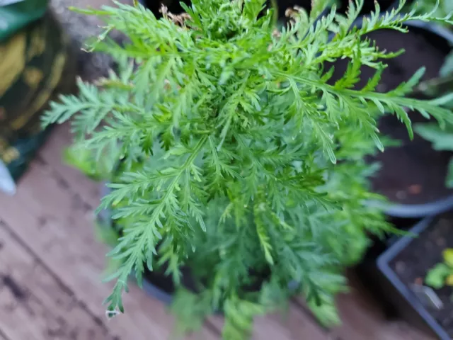 BULK Artemisia Annua listing. Tea, Seeds, & Plants. Sweet Wormwood (Qinghao)