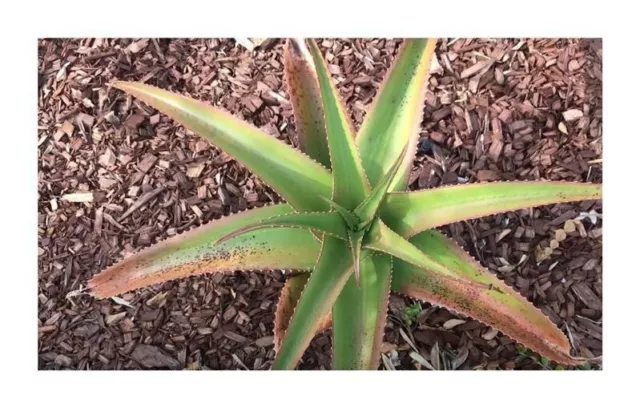 10x Aloe Vaombe Succulent Jardin Plantes - Graines ID833