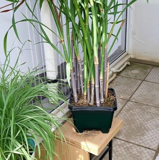 bambus bodenvase Bodenvase aus Bambus und Seegras für Pampasgras und Trockenblumen main image 0