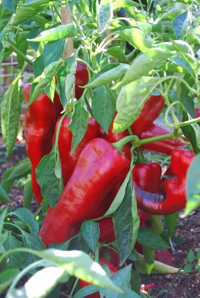 Lipstick Pepper, Red Sweet Pepper (capsicum annuum) – 10/20 Seeds