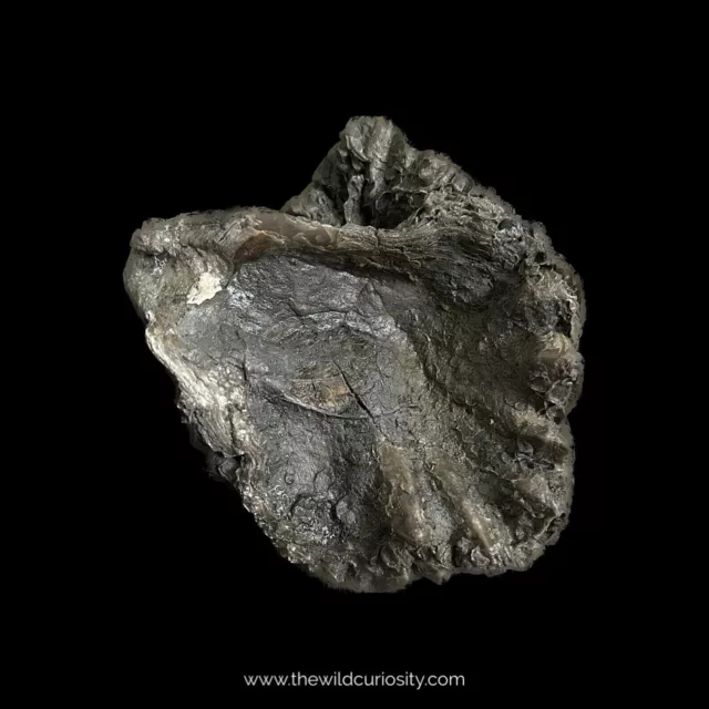 LARGE Marine Bivalve Fossil | Lopha gregaria | Prehistoric Shells | 200MYO