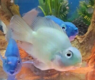 Green Jellybeans Parrots Cichlid Fish 2" plus.  Imported From Asia.