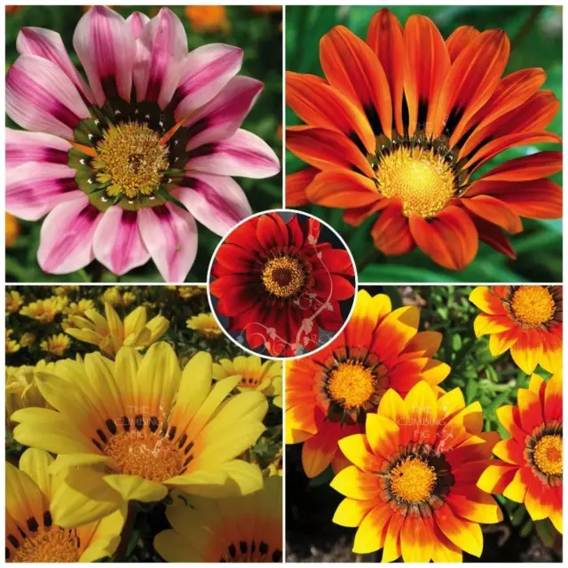 Gazania Intrepid Hybrid Mix Seeds. Mixed colours of large flowering hybrids