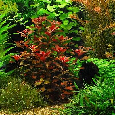 Ludwigia Repens "Rubin" - Live Aquarium Plants Bunch Fish Tanks BUY2GET1FREE*