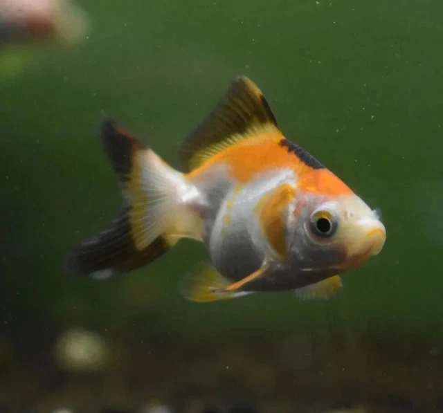 Live Ryukin Fancy Goldfish (1.5-2" Freshwater Aquarium Fish)  *PLS READ DESCR*