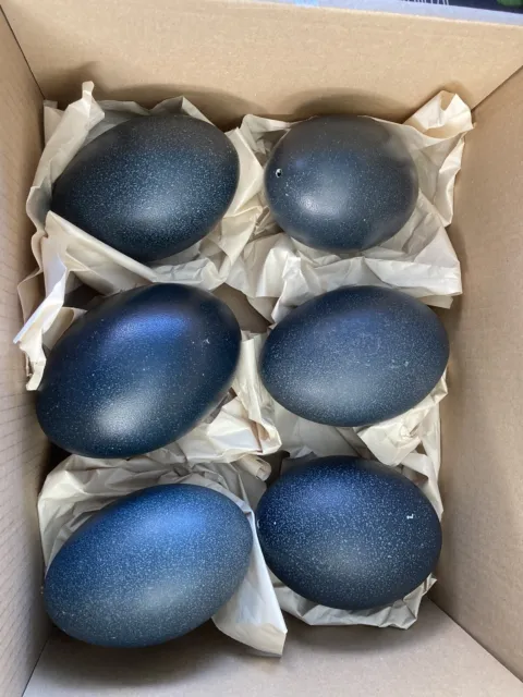 Australian Emu Eggs - 6 pack  - Blown and Cleaned Eggs