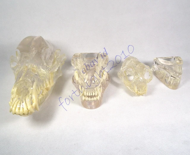 Canine +feline Skull clear Anatomy jaw vet Veterinary &Teeth tooth teach Model