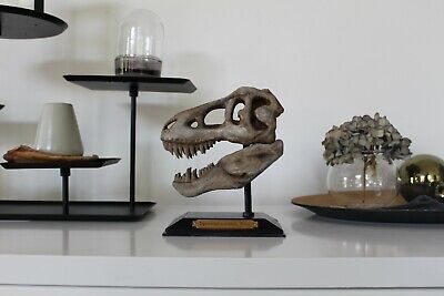 Tyrannosaurus Rex mittel Totenkopf Fossil Dino T-Rex Skelett Schädel Deko 