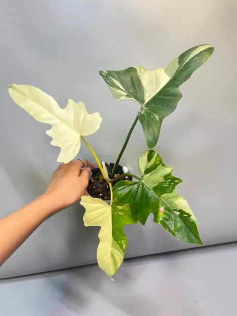 Golden Dragon variegated