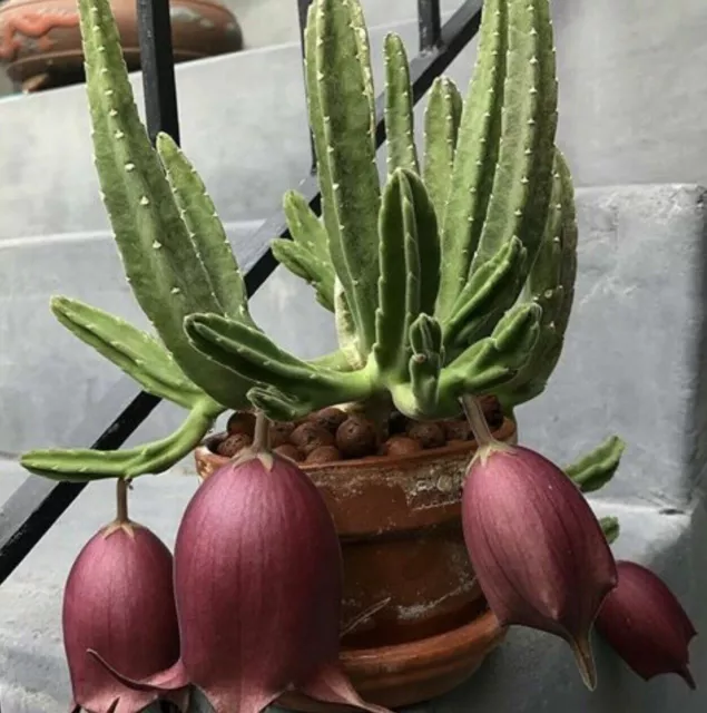 Stapelia leendertziae - Black Bells - Leendertz's Carrion Flower - 10 Seeds