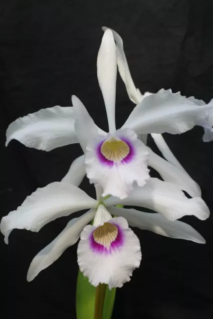 L. purpurata var. anelata `Davyd Booth' Original Cattleya Species Orchid