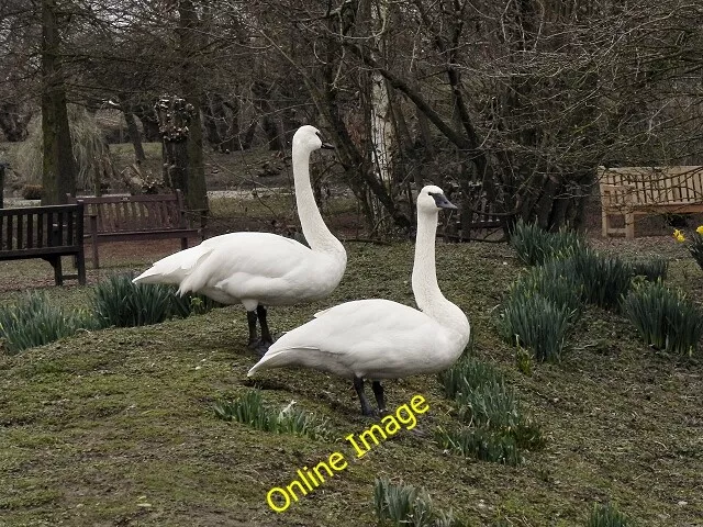 Photo 6x4 Trumpeter Swans at WWT Slimbridge Shepherd's Patch The Trumpete c2012