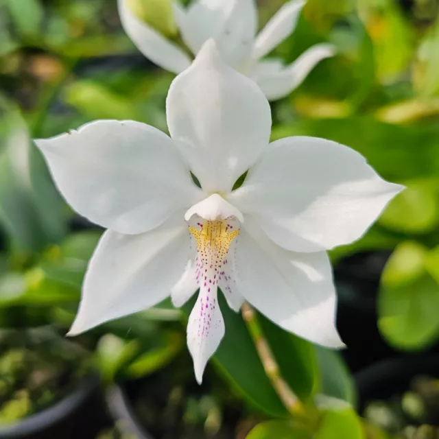 Orchid Species- Caulathron Bicornutum
