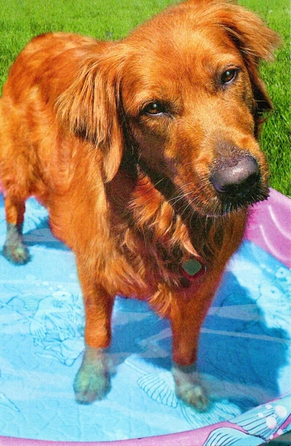 Sweet LOVE YOU Card, Golden Retriever Dog Pool by American Greetings + Envelope