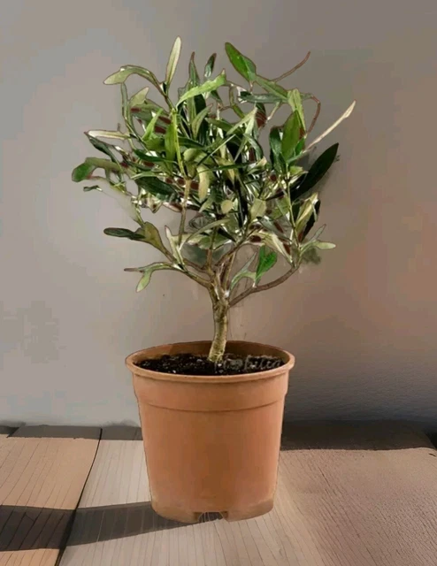 Pianta Di Oleandro Nerium In Vaso 19, Altezza 50-60 Cm, Colori Misti, Foto Reale