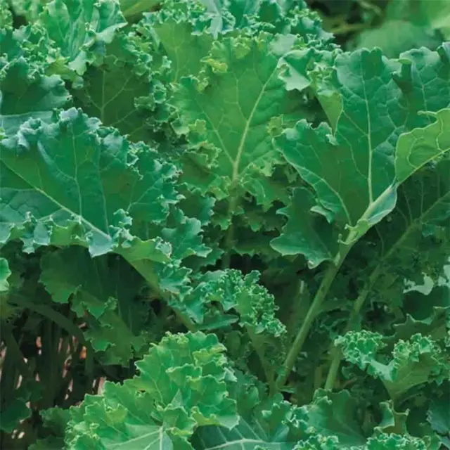 ORGANIC Siberian Borecole Kale, Hardy & FAST, 400 Seeds, Sow Spring and Autumn