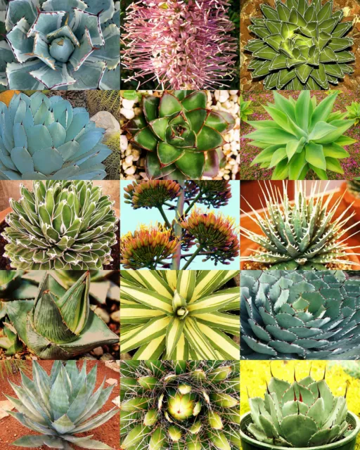 AGAVE variety MIX, rare plant exotic garden desert succulent landscape -30 seeds