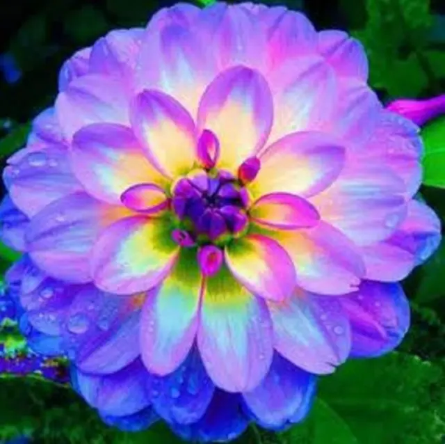 30PCS Seeds Dahlia Purple Flower For DIY Home Garden