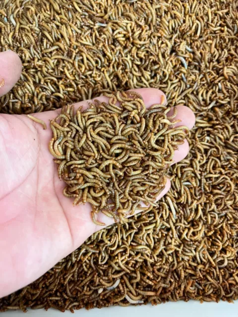 Live Mealworms - 50 - 1,000 - Reptile Food Feeders Free Shipping