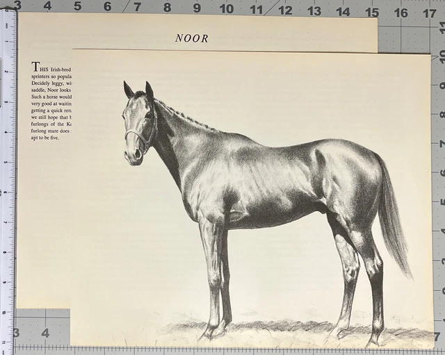 Noor By C W Anderson Vintage Race Horse Print From The Smashers See Photos