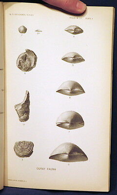 USGS DEVONIAN FOSSILS of the OURAY LIMESTONE COLORADO Beautiful Plates! 1909