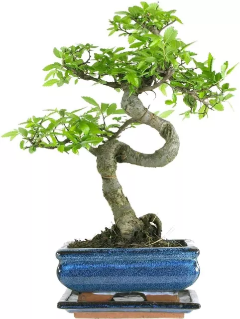 Bonsai Baum mit Keramik Blumentopf - Chinese elm - ca. 7 Jahre (15 cm Schale)