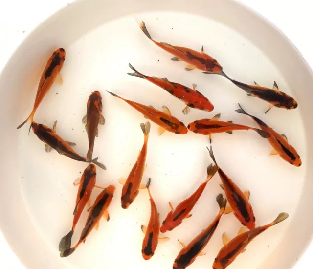 1.75" - 3" Red & Black Comet Goldfish LIVE FISH