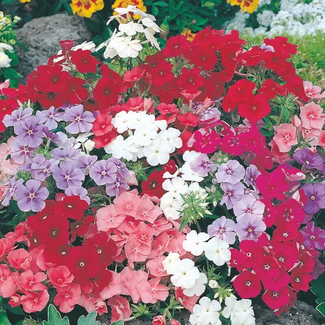 120 Phlox seeds , extra dwarf beauty mixed , Annuals