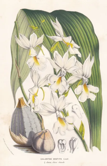 Calanthe Vestita orchid Orchidee Java botany Botanik Houtte Lithographie