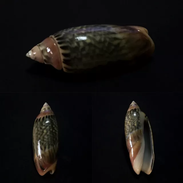 Olividae, Agaronia java, Banyuwangi, Indonesia, 45,4 mm, SELECTED