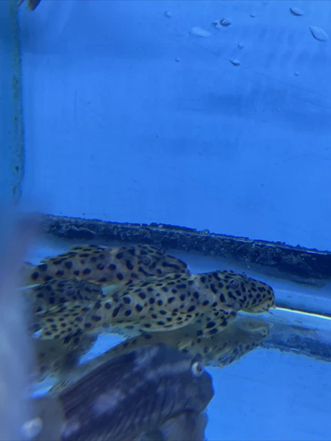 Golden Vampire Pleco (Leporacanthicus heterodon)4 Inch