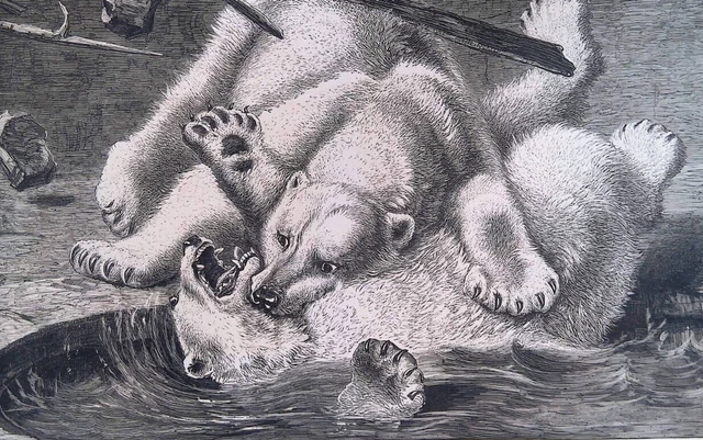 Polar Bears Fighting Ice Water Sticks Original 1877 Engraving 16x11"