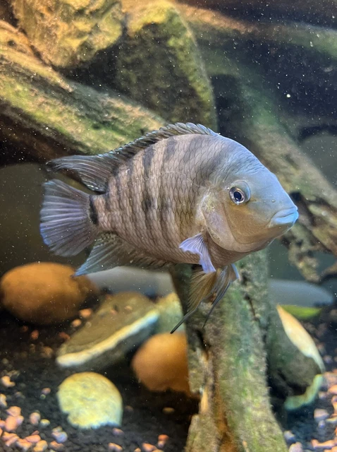 Black “Zebra” Convict Cichlid Freshwater Fish Pair