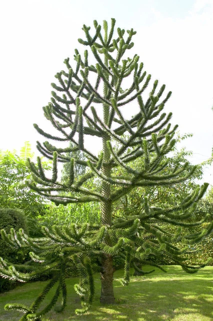 MONKEY PUZZLE TREE x 1 Plant - Arauacaria araucana - Rare Ornamental ...