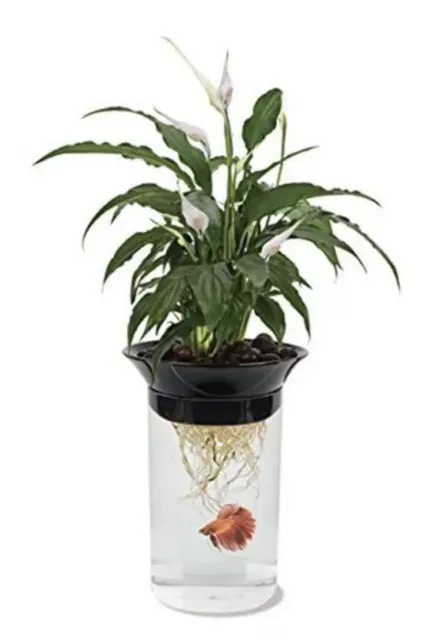 Penn Plax Aquaponic Betta Fish Tank Promotes Healthy Environment for Plants
