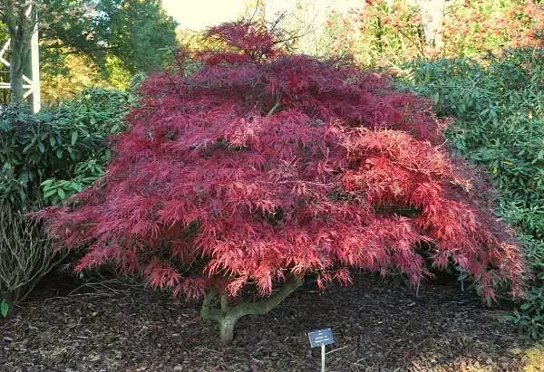 25+ Graines Erable , Japanese Maple , Acer Palmatum Dissectum Tree seeds 2