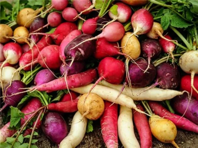 JandL Heritage heirloom RADISH RADIS seeds choice of 22 varieties no GMO