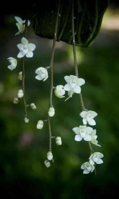 Chiloschista extinctoriformis White miniature orchid PHYTO certificate