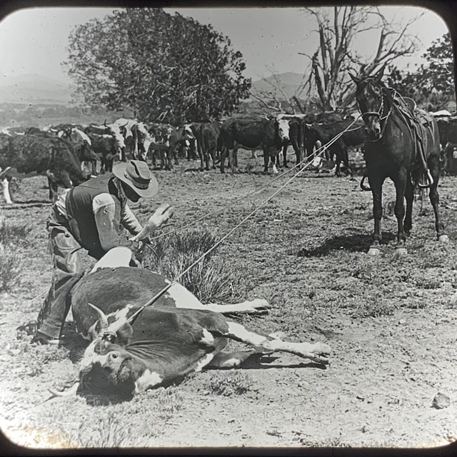 Magic Lantern Glass Slide Photo Keystone Steer Wrestling Cowboys Kansas