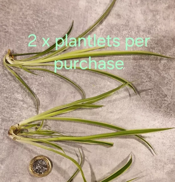 2x Baby Spider Plants🌿Chlorophytum comosum Variegatum🌿Air Purifying🌿 Pet Safe