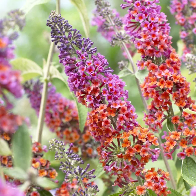 Buddleia Flower Power in 12cm pot